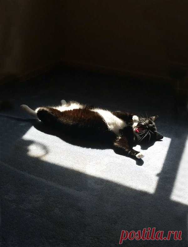 Котизм