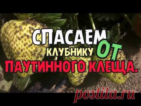 Спасаем клубнику от паутинного клеща! Проверенный способ борьбы