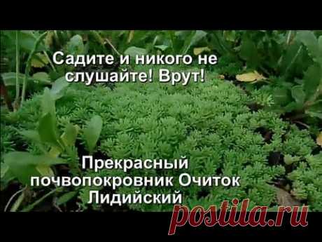 Почвопокровник ОЧИТОК ЛИДИЙСКИЙ(Sedum Lydium).Сорняков больше нет!