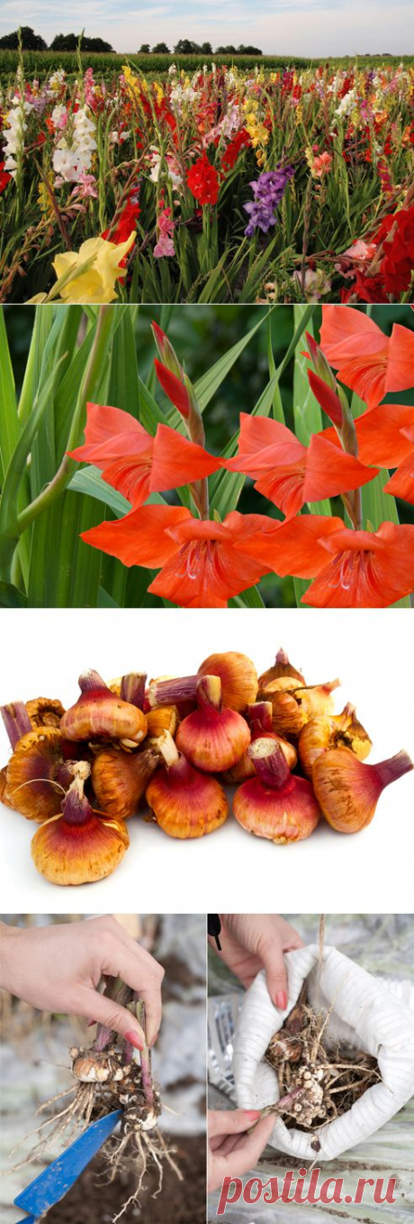 Почему не цветут гладиолусы? Возможные причины на Supersadovnik.ru