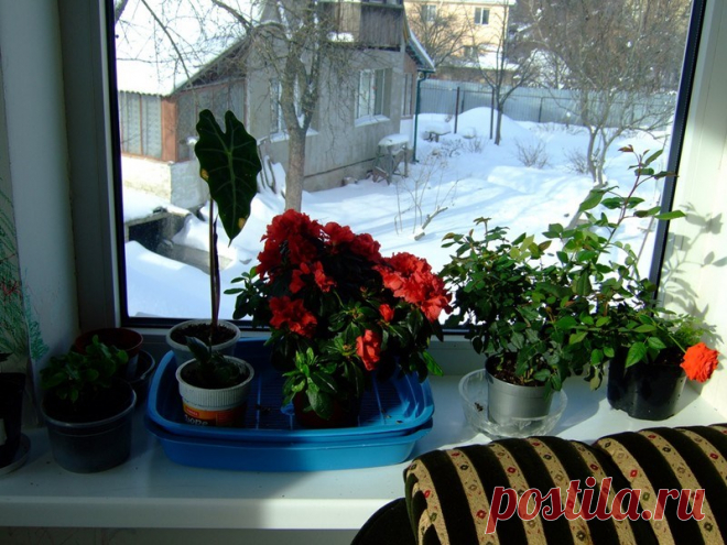 Уход зимой за цветами дома | Садовник и Огородник