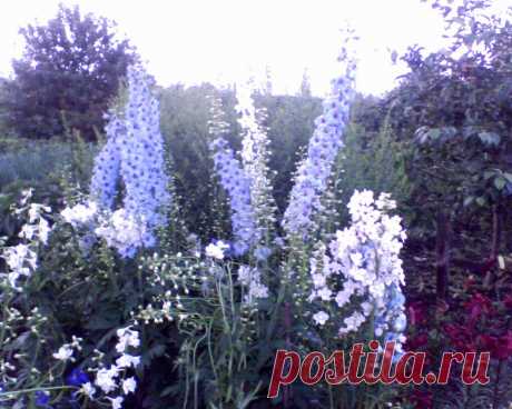 А это мои дельфиниумы, три разных сорта