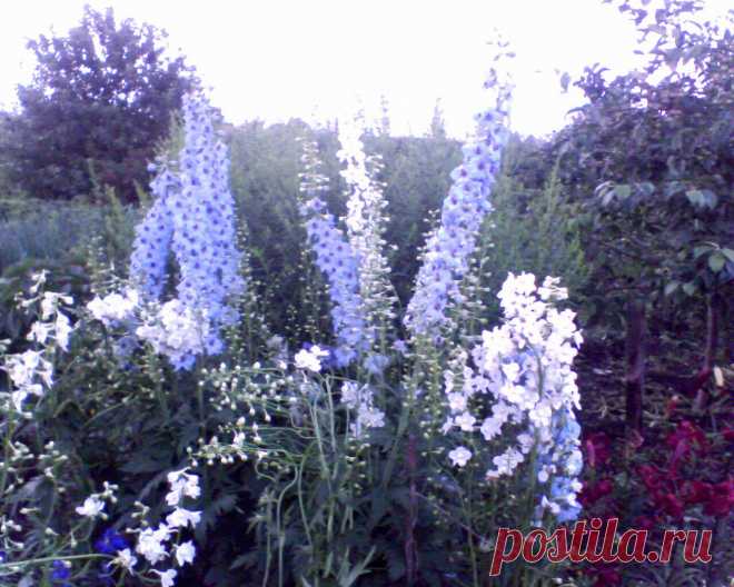 А это мои дельфиниумы, три разных сорта