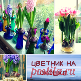 Какие цветы и как вырастить без почвы на окошке. | Для дачников.ру