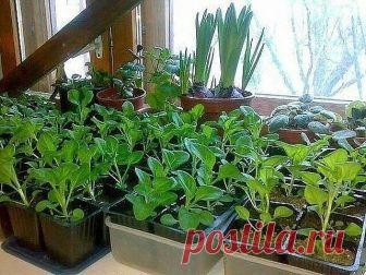 СПОСОБ ВЫРАСТИТЬ КРАСИВУЮ ПЕТУНИЮ