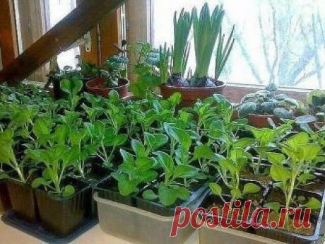 СПОСОБ ВЫРАСТИТЬ КРАСИВУЮ ПЕТУНИЮ