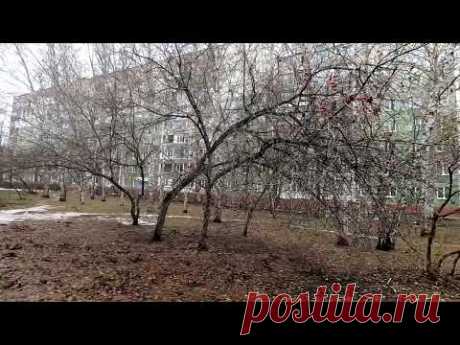 15 ноября, Барнаул, снег растаял, почему укрываю клубнику.