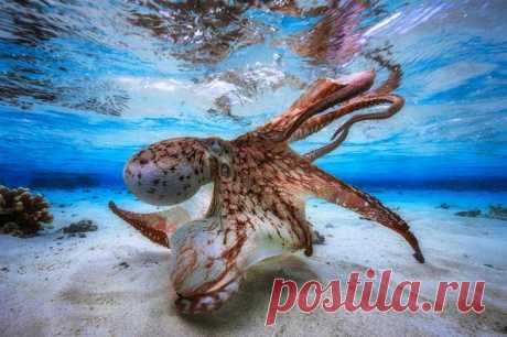 Победители фотоконкурса Underwater Photographer of the Year 2017