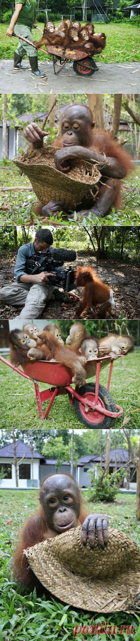 ����� ��� ��������� ������������ �� ������ (9 ����)
МАЛЕНЬКИЕ ОРАНГУТАНГИ