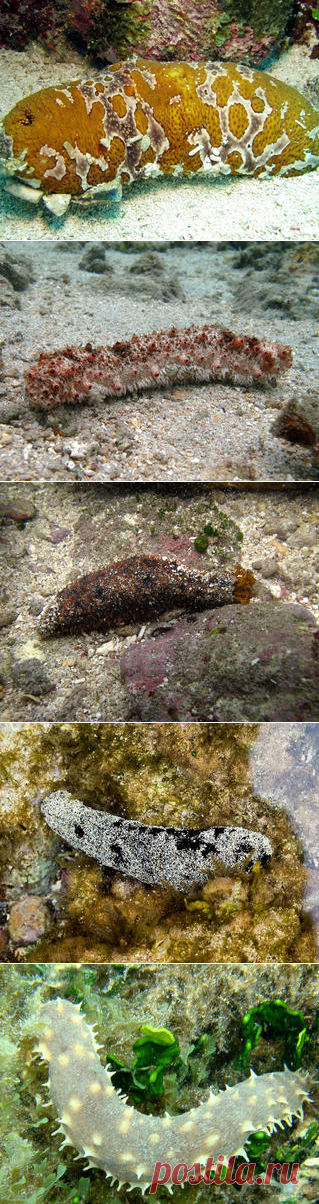 Смотреть изображения морских огурцов | Зооляндия