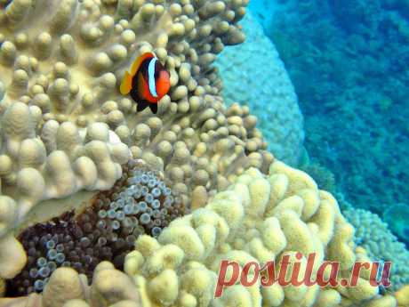 Большой Барьерный риф в Австралии - открытие, флора и фауна, фото