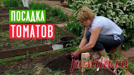 ПОСАДКА ТОМАТОВ 🍅 Что класть в лунку при посадке? / Садовый гид Здравствуйте дорогие друзья! С вами Лариса Зарубина и канал САДОВЫЙ ГИД! Сегодня поговорим о томатах!Наступает время высадки рассады томатов в открытый грунт...