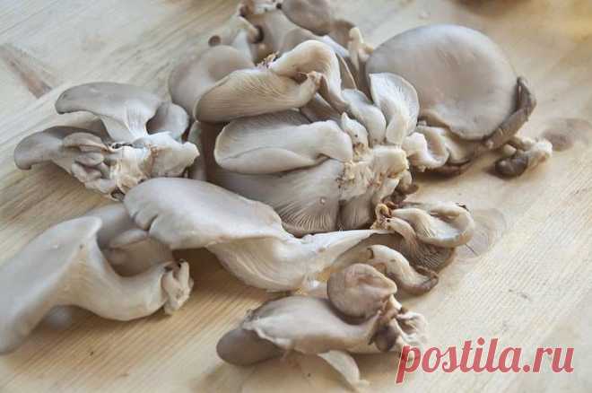 Маринованные грибы: рецепт быстрого приготовления » В сети – себя просвети! - Развлекательный портал!