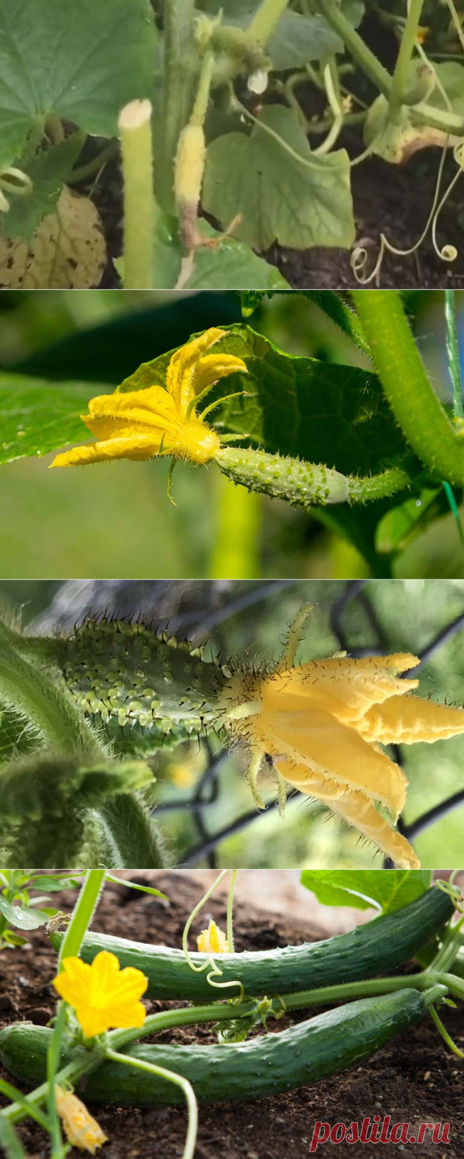 Почему завязи огурцов желтеют и засыхают: как это исправить?