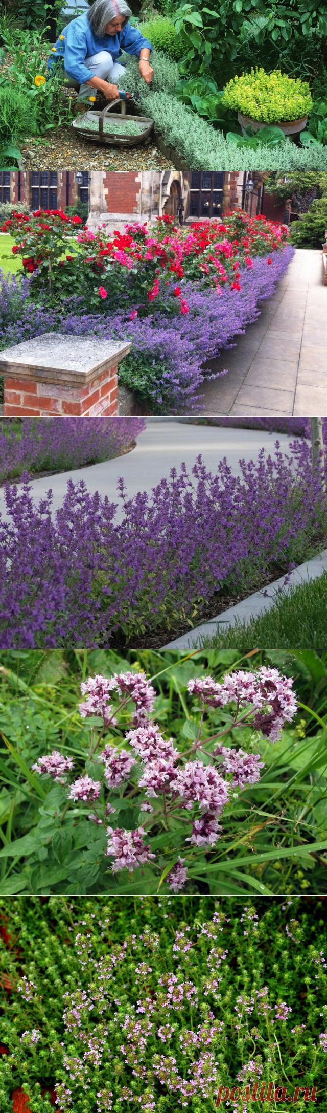 Бордюры из пряных трав – декор участка с пользой для здоровья | Дизайн участка (Огород.ru)