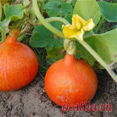 ​Потимарон