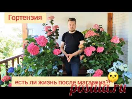 Гортензия. Есть ли жизнь после магазина ? Лечим. Спасаем .Реанимируем.