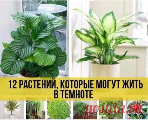 Для помещений, куда редко доходит солнечный свет, эти комнатные растения могут стать настоящим спасением. Они отлично чувствуют себя в полутени и при низкой освещенности.У большинства растений из подборки вся прелесть не в цветах, а в красивых листьях. Но и это немало, если учесть бессолнечную «диету» и то, как они прекрасно очищают воздух.
Калатея
Узорчатые листья делают это растение желанным дополнением к любой комнате, но стоит помнить, что прямые солнечные лучи для него нежелательны. Оптимал