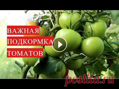 ВАЖНАЯ ПОДКОРМКА ТОМАТОВ В ИЮНЕ! НЕ ПРОПУСТИТЕ, ЕСЛИ НЕ ХОТИТЕ ОСТАТЬСЯ БЕЗ УРОЖАЯ! Томаты (помидоры), точнее выращивание томатов (выращивание помидоров), чем подкормить томаты - тема данного ролика. Юлия Миняева, на канале Во саду ли...