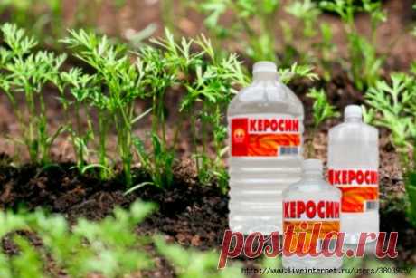 Как быстро и просто я избавляюсь от сорняков