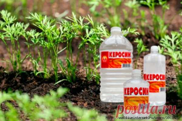 Как быстро и просто я избавляюсь от сорняков