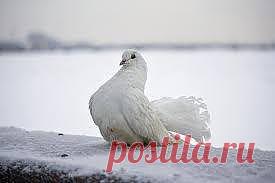 ДРУЗЬЯ!!КИЕВ!! ХЕЛП!!!ПЕРЕПОСТ!!
Кто ходит на Майдан-прошу Вашей помощи!!По периметру просто тотально много гадов зарабатывающих на голубях,а вернее фотографиях с замерзающими птицами...Мне ужасна и невыносима мысль,что это поощряется так называемой самообороной на протесте,так как эти пацаны и девки даже лазят везде в толпах народа.
Какая к черту Европа,если не умеем защищать тех кто слабее и показывать свою цивилизованность?
Нужно сделать шум по этой теме,чтобы хотя бы их поперли с Майдана