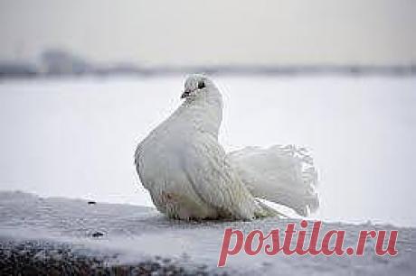 ДРУЗЬЯ!!КИЕВ!! ХЕЛП!!!ПЕРЕПОСТ!!
Кто ходит на Майдан-прошу Вашей помощи!!По периметру просто тотально много гадов зарабатывающих на голубях,а вернее фотографиях с замерзающими птицами...Мне ужасна и невыносима мысль,что это поощряется так называемой самообороной на протесте,так как эти пацаны и девки даже лазят везде в толпах народа.
Какая к черту Европа,если не умеем защищать тех кто слабее и показывать свою цивилизованность?
Нужно сделать шум по этой теме,чтобы хотя бы их поперли с Майдана