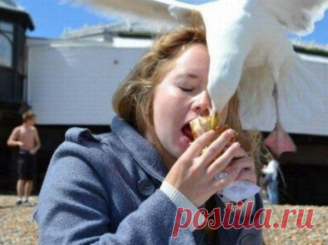 Наглость — второе счастье / Питомцы