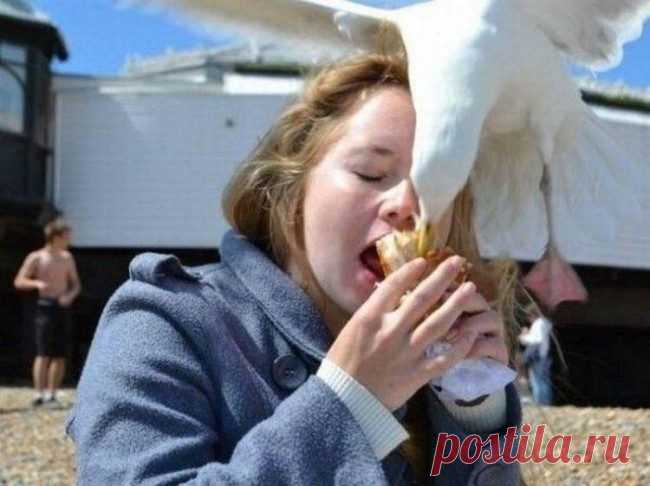 Наглость — второе счастье / Питомцы