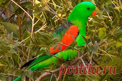 Пьяные попугаи затерроризировали жителей города. Краснокрылые попугаи в Австралии пьют перебродивший сок манго, которые опадают после сезона плодоношения и начинают бродить. Жители города в Западной Австралии пожаловались на то, что нетрезвые птицы терроризируют их. Пьяные птицы врезаются в окна и становятся уязвимыми для хищников.