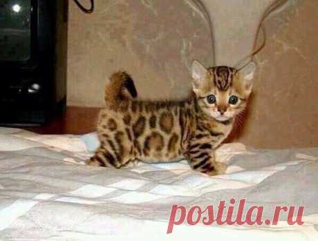 Бенгальские котята, чудо природы!!