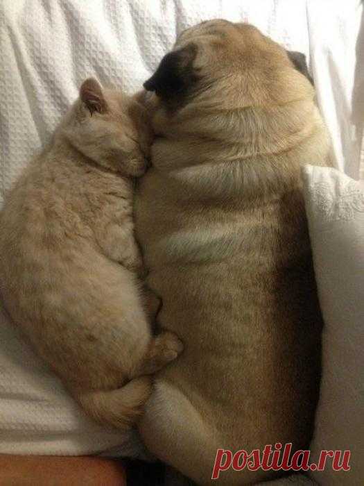 ЕЩЁ КОТЭ | KotoMail.ru