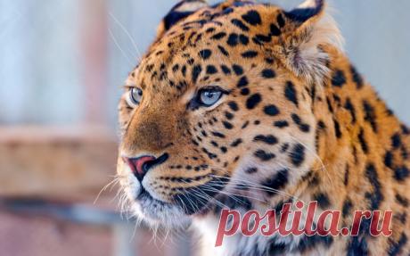 ОБОИ НА РАБОЧИЙ СТОЛ: ОРИГИНАЛЬНЫЕ ФОТО ЖИВОТНЫХ...