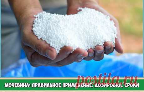 Мочевина: правильное применение, дозировка, сроки

Для подкормки огородных и декоративных культур необходимы азотные удобрения. С их помощью растения интенсивно трогаются в рост, приобретают крупные листья насыщенной окраски. В этой статье – все о применении мочевины, которая улучшает рост зеленых насаждений в городе и сельских теплицах. Практически познакомиться с правильной подкормкой растений мочевиной, можно, посмотрев видео.

Мочевина: из чего и для чего?
Первое из си...