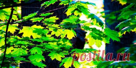 Как избавиться от клена на участке: понимание проблемы - Сад и огород