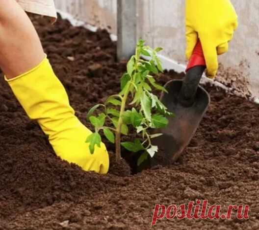 ВЫСАДКА РАССАДЫ В ГРУНТ - О ЧЕМ ДОЛЖЕН ЗНАТЬ КАЖДЫЙ