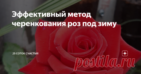 Эффективный метод черенкования роз под зиму Такой метод дал нам 90%-ное черенкование. И не только роз))) Он, конечно, не единственный. Но второй метод (без срезания, прямо на ветке) мы используем только летом, поэтому летом о нем и расскажу.
Приготовьтесь, рассказ будет длинным и фото немало. :)
Подготовка черенков
Черенки специально не выбираем, используем то,