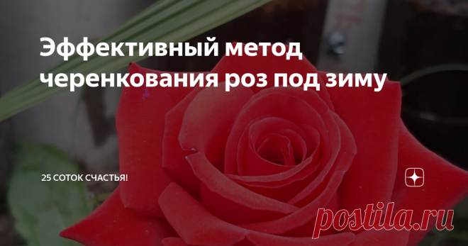 Эффективный метод черенкования роз под зиму Такой метод дал нам 90%-ное черенкование. И не только роз))) Он, конечно, не единственный. Но второй метод (без срезания, прямо на ветке) мы используем только летом, поэтому летом о нем и расскажу.
Приготовьтесь, рассказ будет длинным и фото немало. :)
Подготовка черенков
Черенки специально не выбираем, используем то,