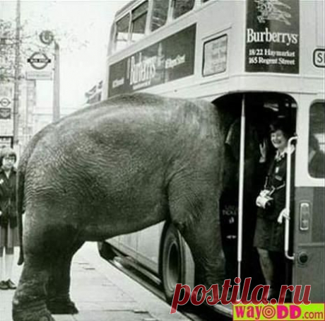 funny-elephant-on-the-bus.jpg (465×459)