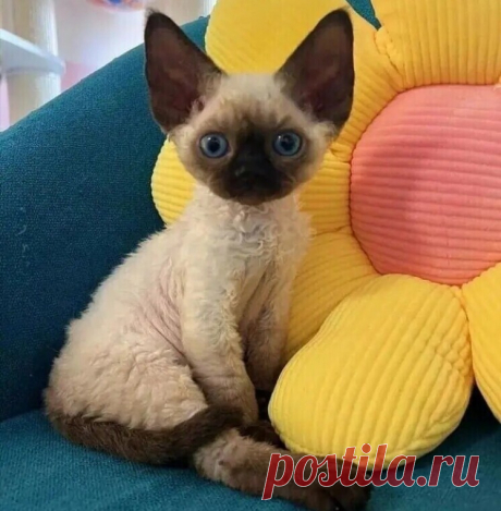 ღ