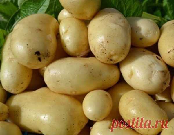 Вкуснейшие сорта картофеля: что посадить у себя на участке?