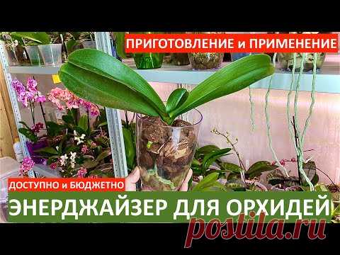 ЛУЧШИЙ СТИМУЛЯТОР роста корней орхидеи и для орхидей ПОДРОБНОЕ ВИДЕО