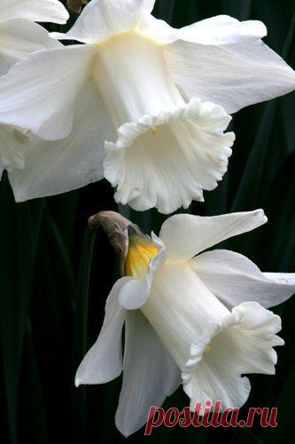 Пин на доске Flower photos