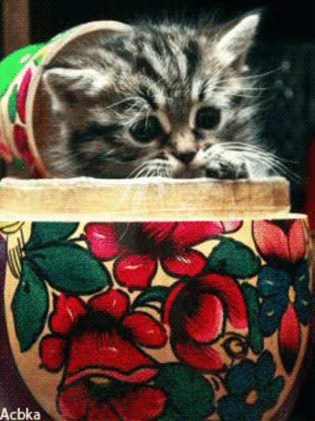 Котяшки - анимашки
