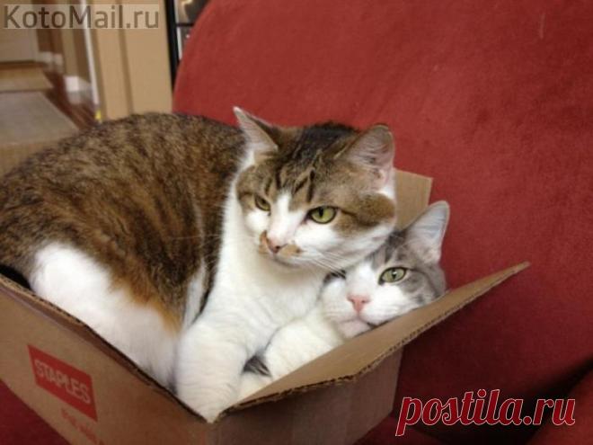 Коммуналка)