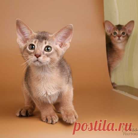 Tess в Instagram: «Когда не твоя очередь, но так хочется... #abyssiniancat #abyssinian #tessalvphotography #catsofinstagram»