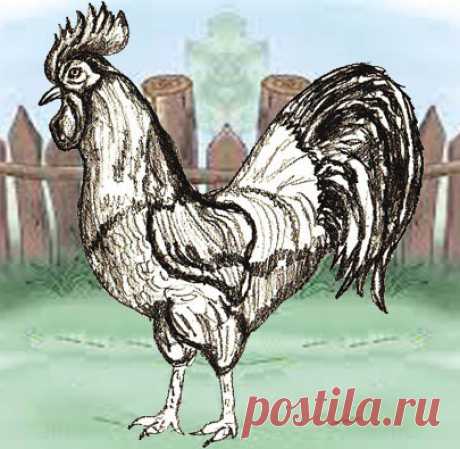 How to Draw a Rooster - Draw Step by Step