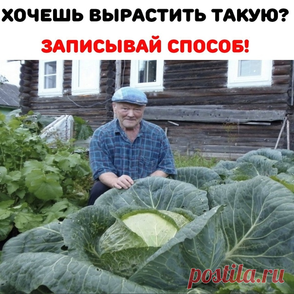 Для того, чтобы капуста была большой и крепкой:
⠀
Чтобы капуста росла крепкой и здоровой, я использую испытанное временем средство. В 3 л воды добавляю аптечный пузырек валерианы и 1 ст. л. жидкого мыла. Подготовленным раствором опрыскиваю капусту, пораженную вредителями, – и все, больше ей никто не мешает расти.

А за месяц до уборки кочанов на хранение опрыскиваю капусту нашатырным спиртом. Для этого 1 пузырек нашатырного спирта (40 мл) надо вылить в 5-литровое вед...