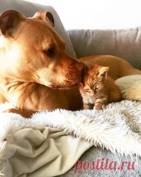 Питбуль, которому подарили котёнка из приюта