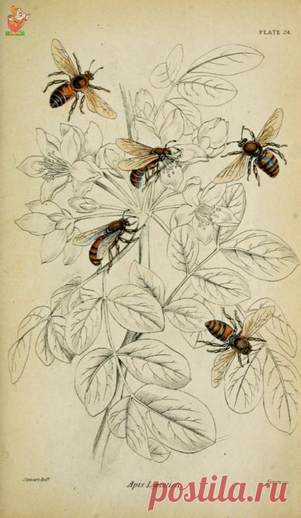 (8) Gallery.ru / Фото #57 - ПЧЕЛКА - A-legria